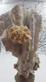 Antique Sea Coral Specimen on 18th Century French Altar Stick