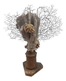 Antique Sea Coral Specimen on 18th Century French Altar Stick