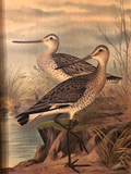 Double Bamboo Frame With Water Bird and Decorative Leaf Print Painted Matting