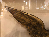 Early 19th Century Carved and Gilt Wood Eagle in a Contemporary Shadow Box
