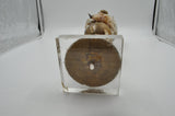 Seashell Specimen on 18th C. French Alter Stick